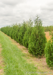 Techny Arborvitae