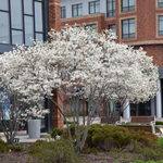 Autumn Brilliance Serviceberry