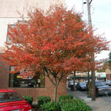 Autumn Brilliance Serviceberry