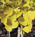 Autumn Gold Ginkgo