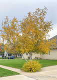Whitespire Birch