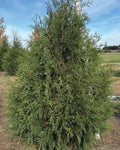 Techny Arborvitae