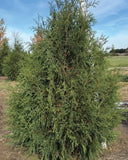 Techny Arborvitae