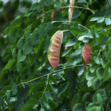 Kentucky Coffeetree