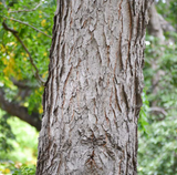 Kentucky Coffeetree