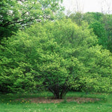Blue Beech