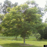 Kentucky Coffeetree