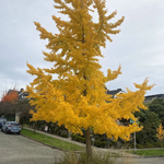 Autumn Gold Ginkgo