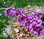 Redbud MN Strain