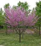 Redbud MN Strain
